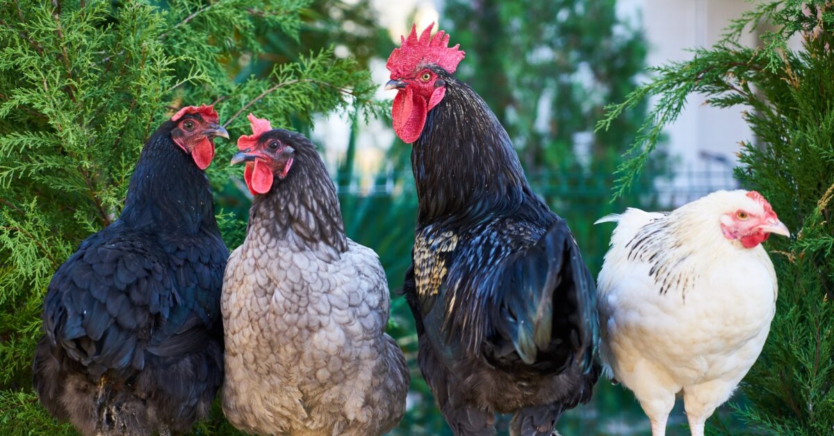 What to Look For in a Broiler Farm?