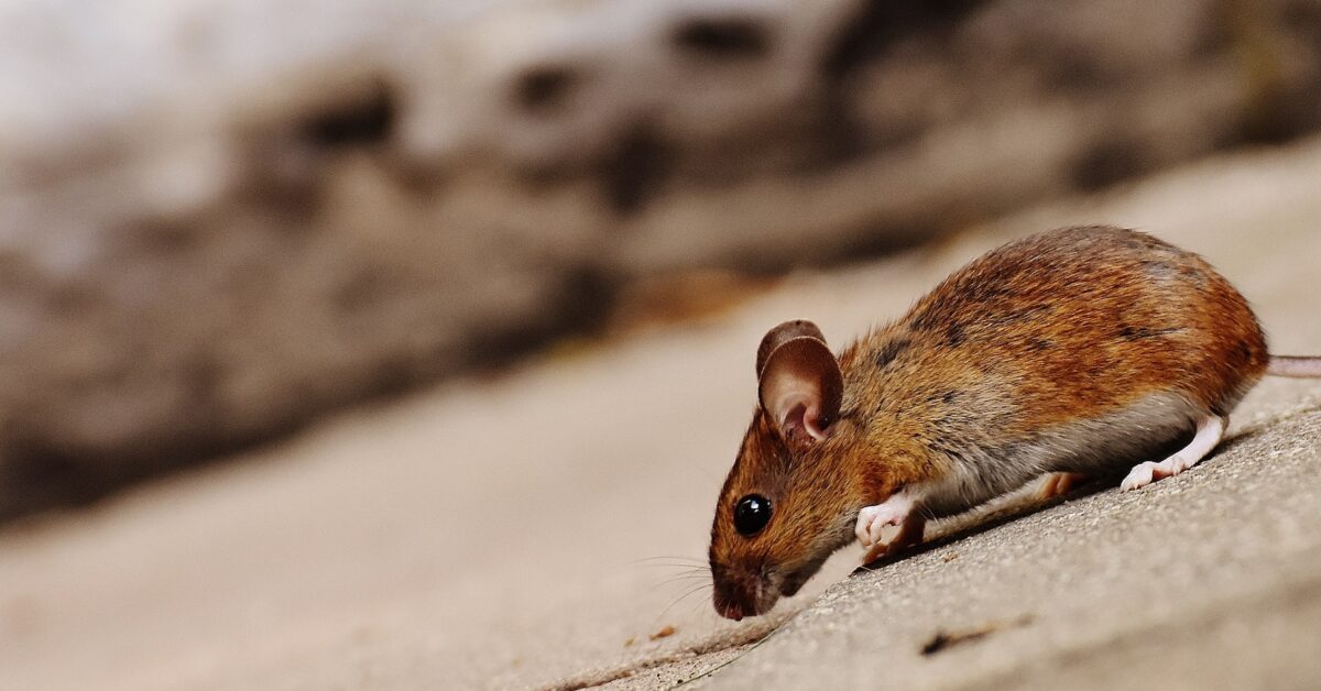 The Many Services Pest Controllers Provide