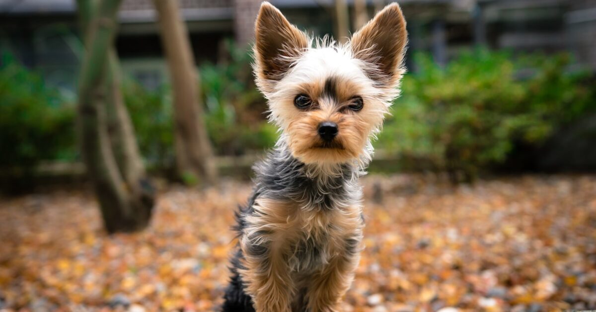 An Overview of Cheap Small Dog Breeds