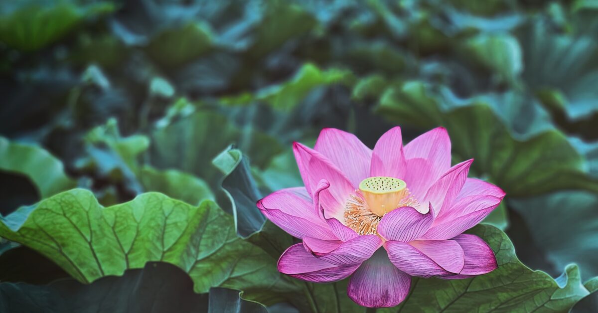 5 Reasons Why You Need Aquatic Vegetation Management