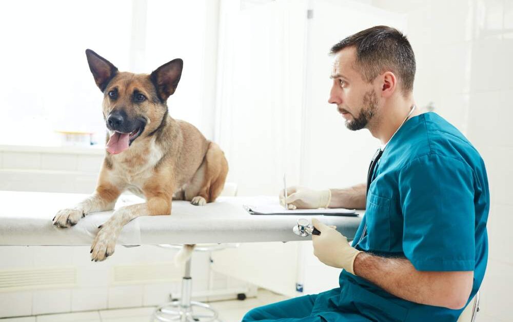 Building a Strong Clientele: Marketing Strategies for Veterinary Practices