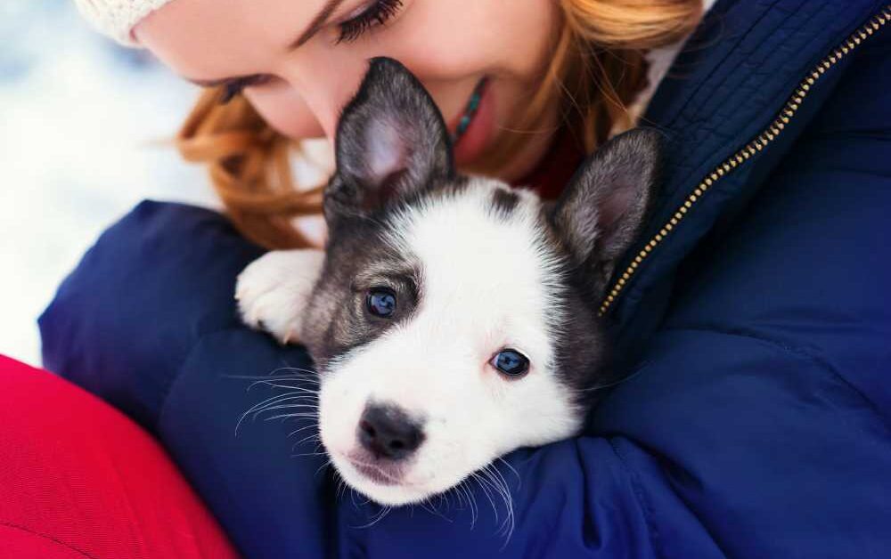 Embracing the Journey of Puppy Adoption