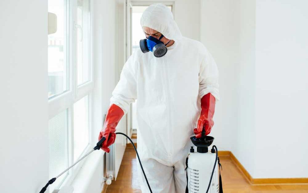 Proactive Strategies for Preventing Common Household Pests