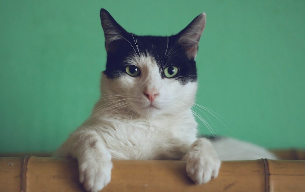 Selecting the Perfect Vitamin Supplements for Your Feline Friend