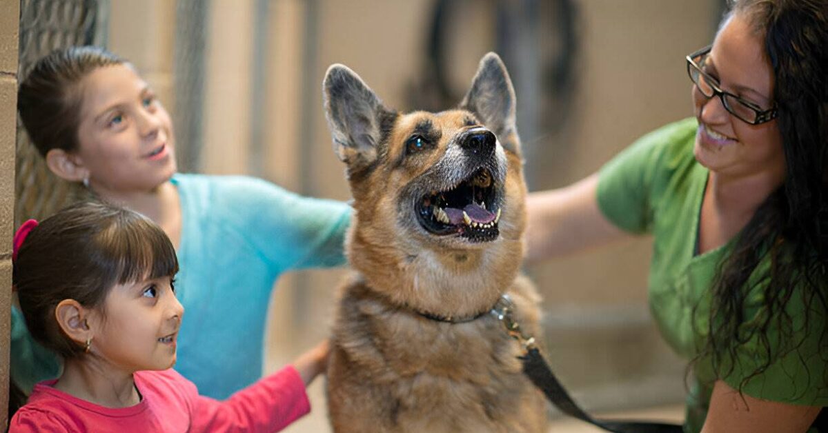 embark on the journey of dog ownership with a thoughtful approach